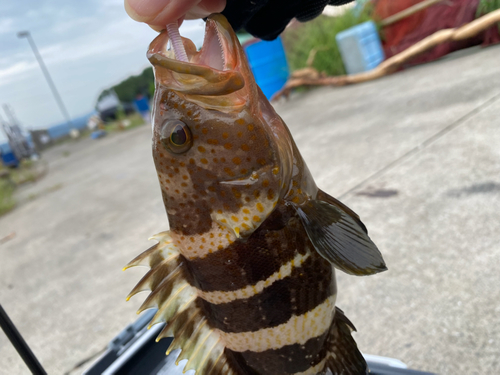 アオハタの釣果