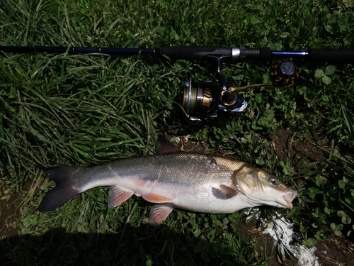 エゾウグイの釣果