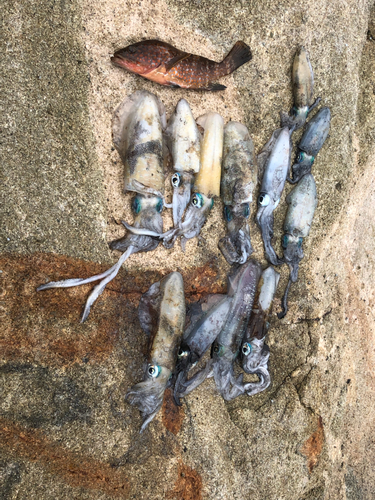 アオリイカの釣果