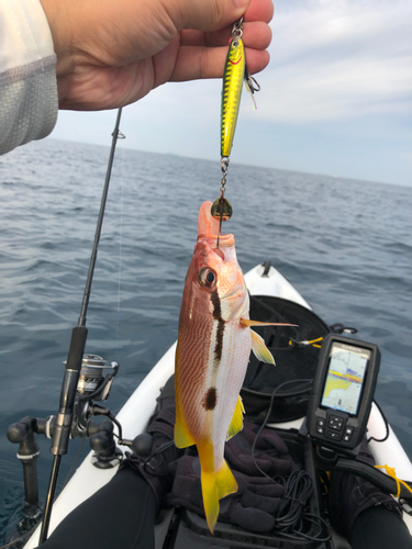 ヨコスジフエダイの釣果