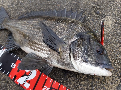 クロダイの釣果