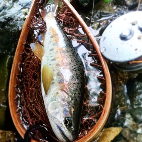 ヤマメの釣果