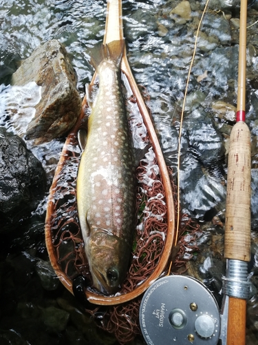 イワナの釣果