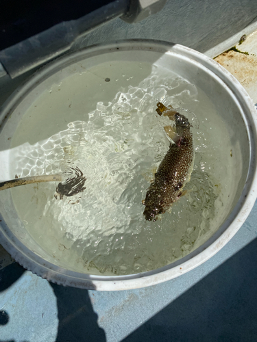 ショウサイフグの釣果