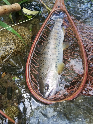 ヤマメの釣果