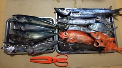 キンメダイの釣果