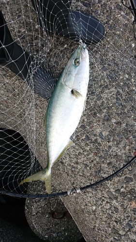 メジロの釣果