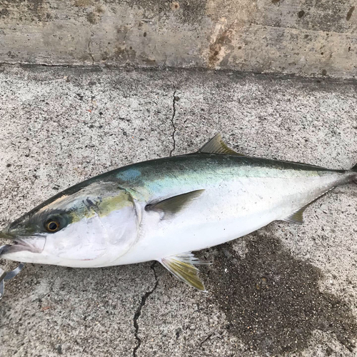 メジロの釣果