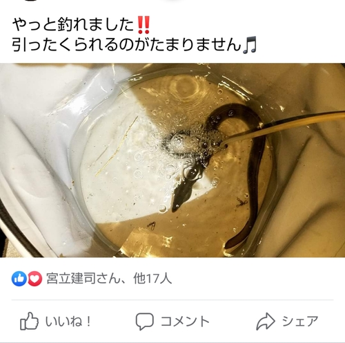 ウナギの釣果