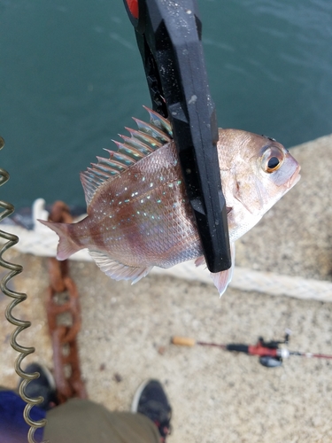 タイの釣果