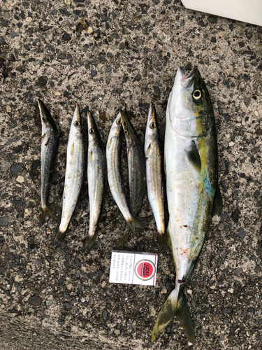 カマスの釣果