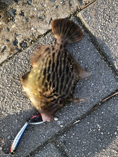 カワハギの釣果