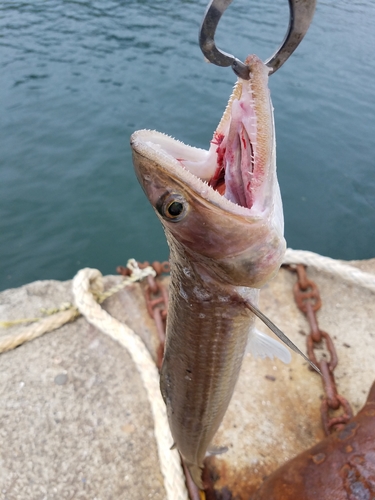 エソの釣果