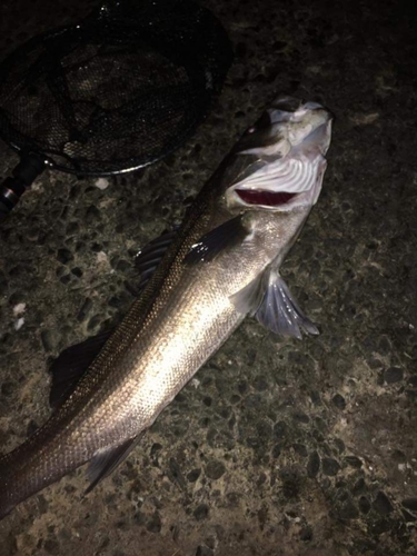 シーバスの釣果