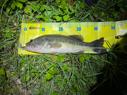 ブラックバスの釣果