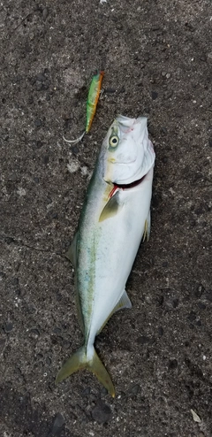 イナダの釣果