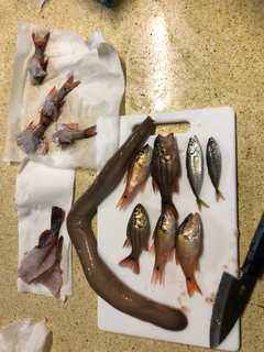 ヌタウナギの釣果