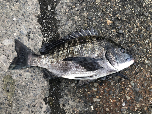 クロダイの釣果