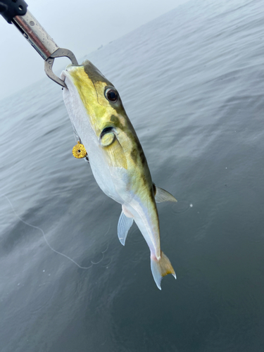 シロサバフグの釣果