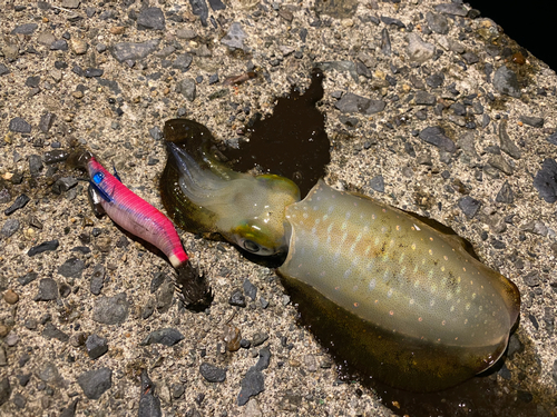 アオリイカの釣果