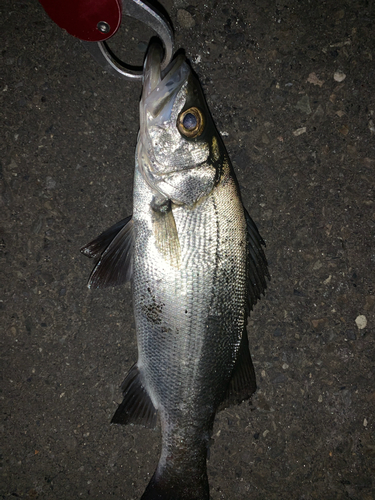 セイゴ（ヒラスズキ）の釣果