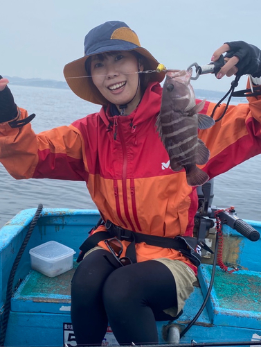 マハタの釣果