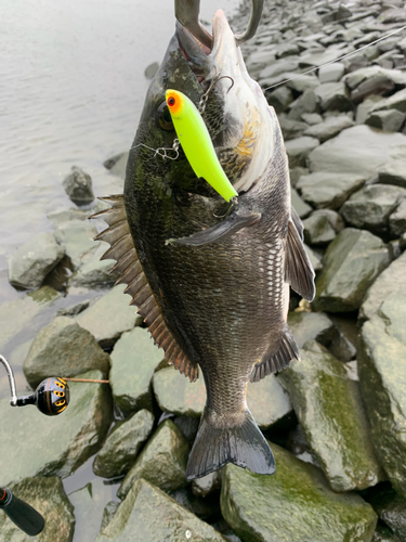 クロダイの釣果