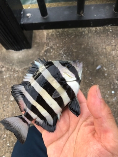 イシダイの釣果