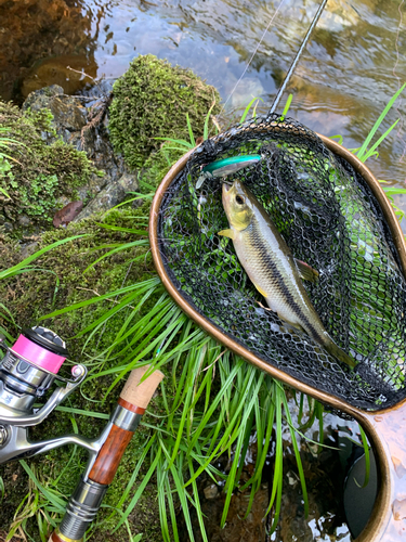 カワムツの釣果