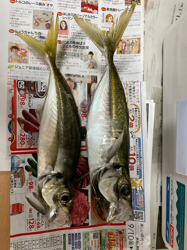 マアジの釣果