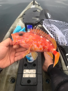 アヤメカサゴの釣果