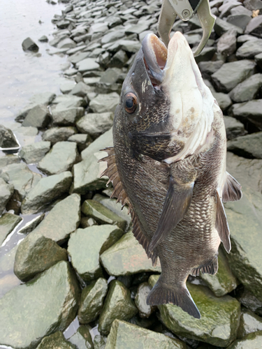 クロダイの釣果