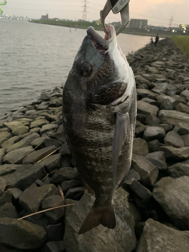 クロダイの釣果