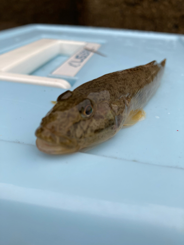 マハゼの釣果