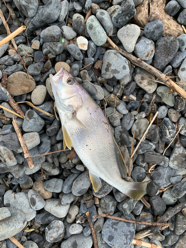 イシモチの釣果