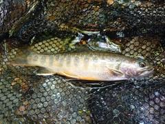 イワナの釣果