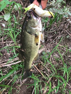 ラージマウスバスの釣果