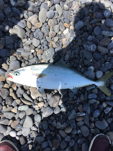 イナダの釣果