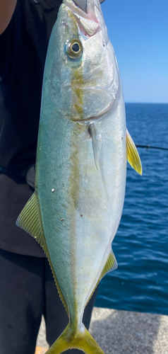 イナダの釣果