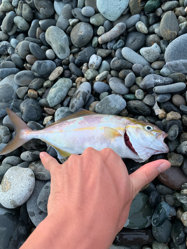 カンパチの釣果