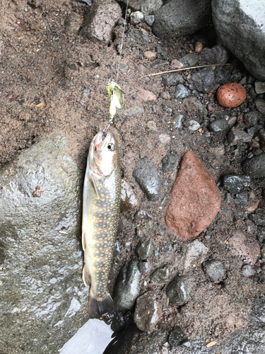 イワナの釣果