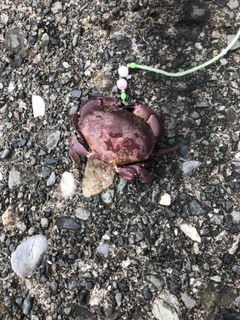 カニの釣果
