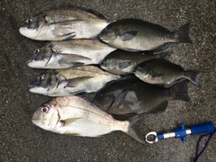 クチブトグレの釣果