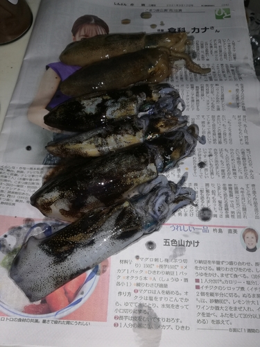 アオリイカの釣果