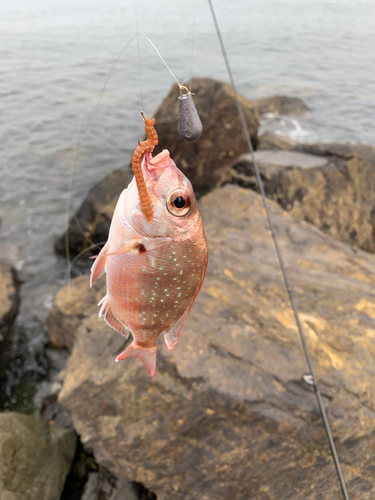 キジハタの釣果