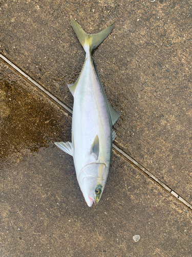 メジロの釣果