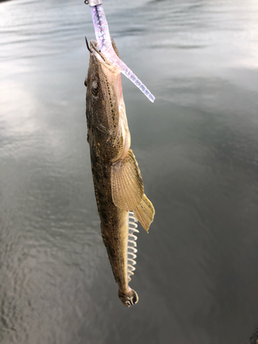 コチの釣果