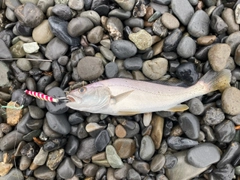 ニベの釣果