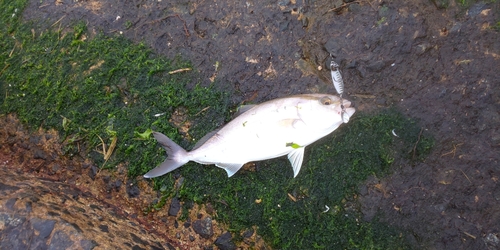 カンパチの釣果