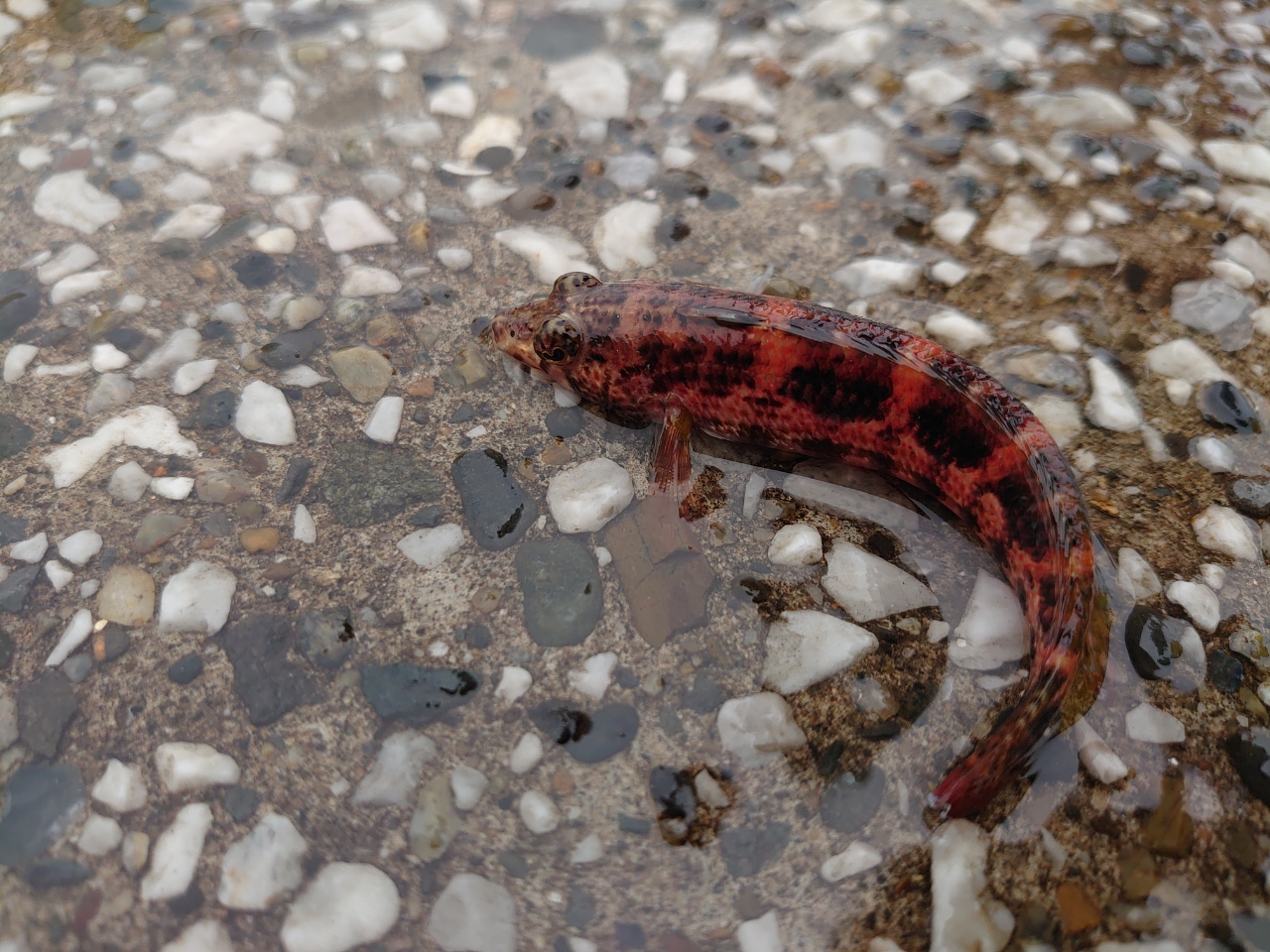 タカノハダイ